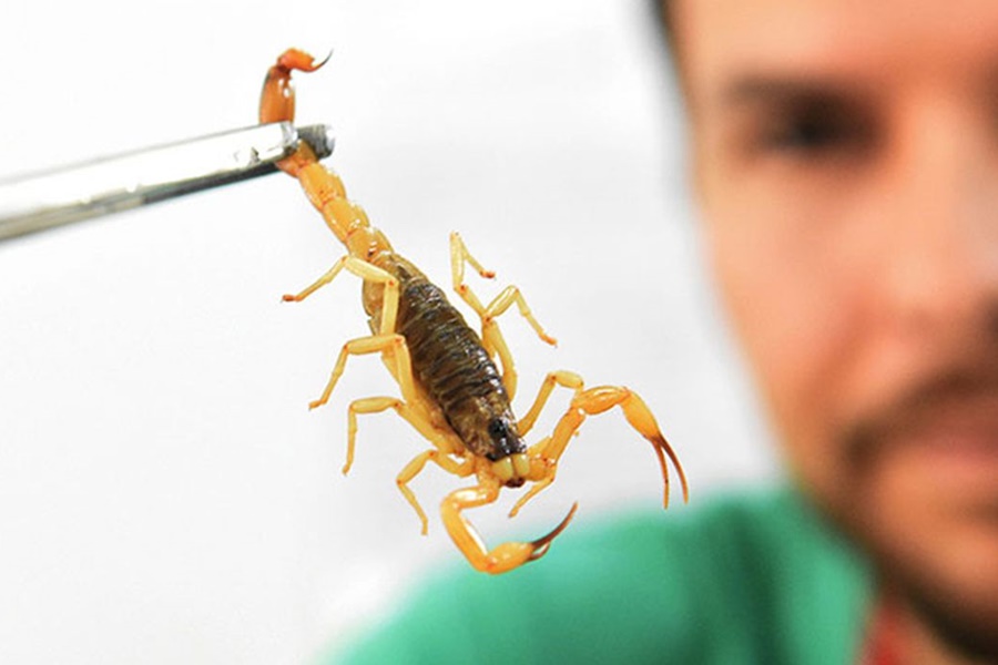 Mais de 5,3 mil pessoas foram picadas por animais peçonhentos em 2023, diz Saúde Estadual