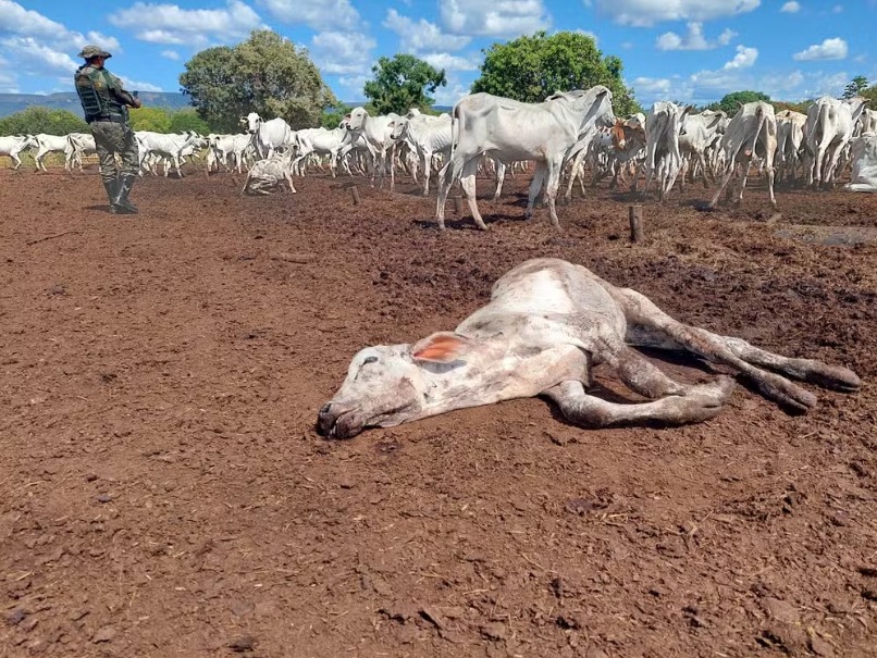 Guarda Ambiental encontra bois e bezerros morrendo de fome em fazenda