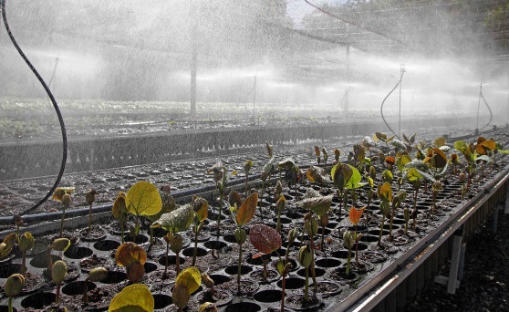 Tocantins encerra 2023 como referência mundial no mercado de crédito de carbono