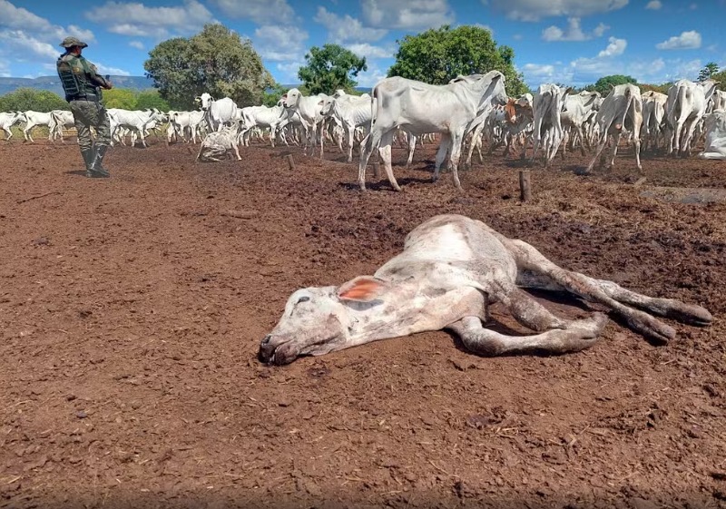Dono de bois e bezerros encontrados morrendo de fome é multado em mais de R$ 500 mil, diz Guarda Metropolitana