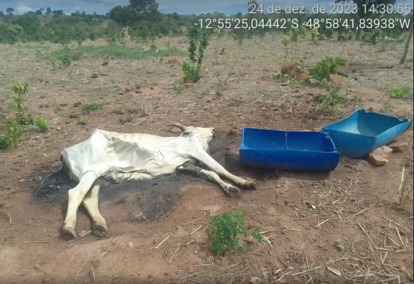 Bois morrem de fome e sede por causa de seca em fazendas do TO: 'É pedir para Deus mandar água'