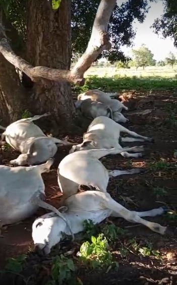 Mais de 40 bois morrem atingidos por raio após se abrigarem embaixo de árvore durante temporal