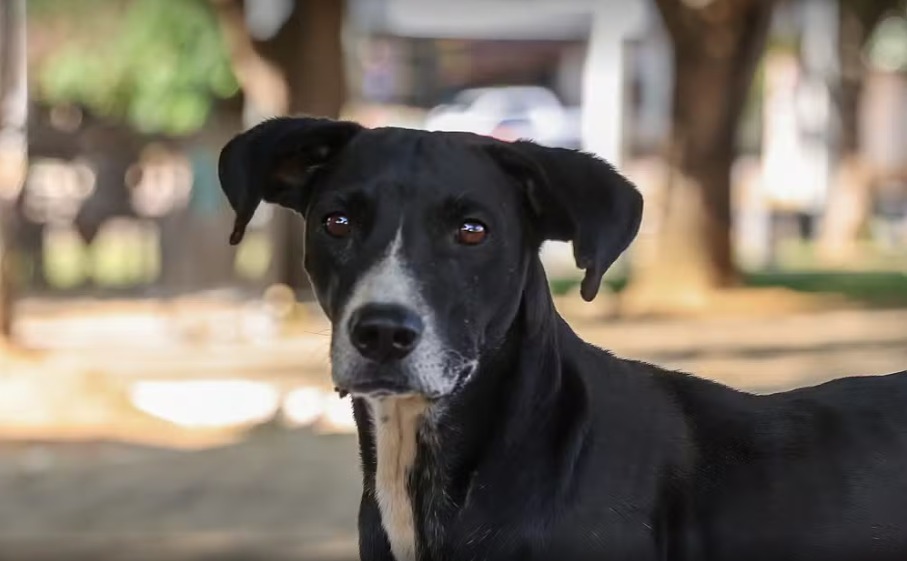 Castração gratuita para cães e gatos pode ser agendada a partir desta quarta-feira; saiba como