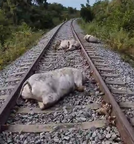 Mais de 10 bovinos são mortos atropelado por locomotiva no município de Gurupi