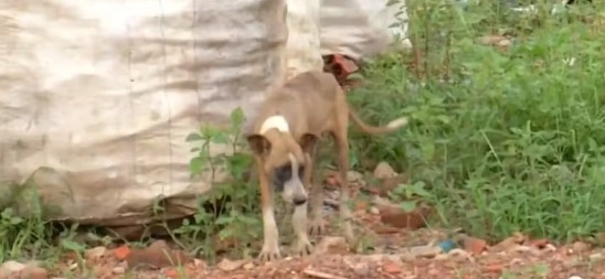 Animais são abandonados para morrer em lixão de Paraíso do Tocantins 