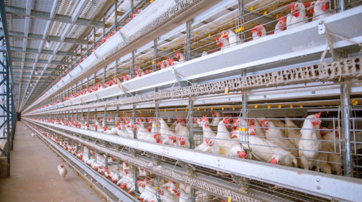 OVOS: Preços são os menores em dois anos