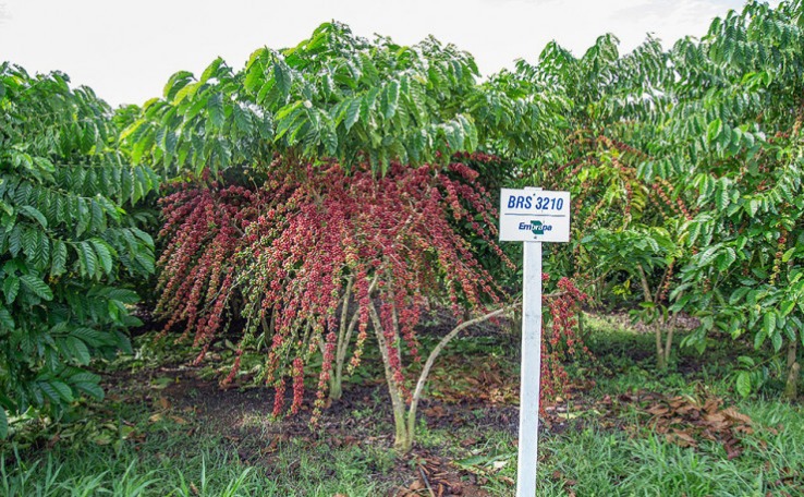 Clima mais favorável aponta produção estimada em 58,08 milhões de sacas de café