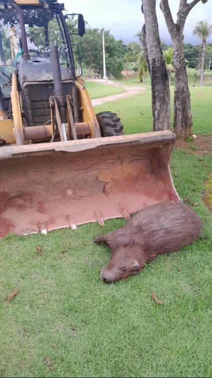 Capivara é encontrada morta com marcas de tiros em parque