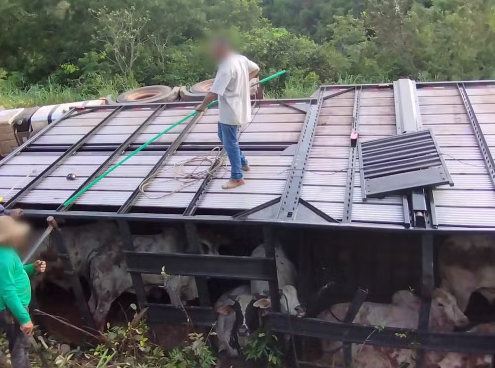 Bois morrem após motorista se distrair com goteira em cabine e carreta tombar, diz polícia 