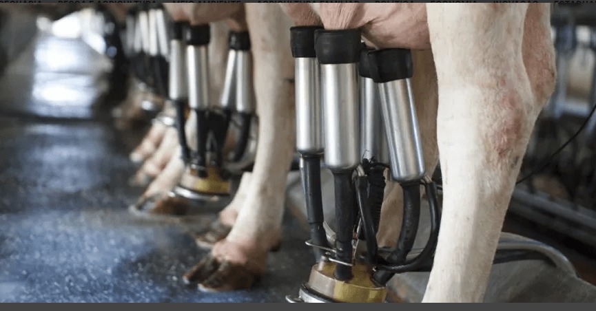 Vaca produz leite com insulina humana pela primeira vez no mundo; entenda