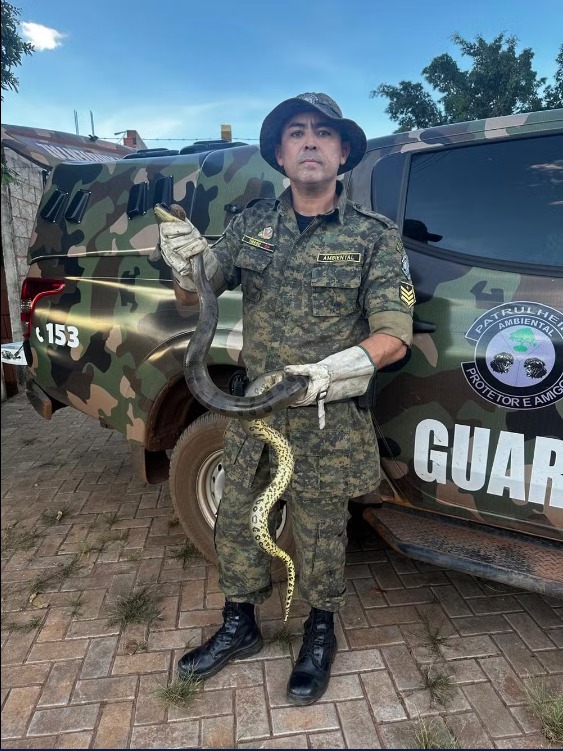Sucuri de quase dois metros tenta invadir casa e fica presa em tubulação de água