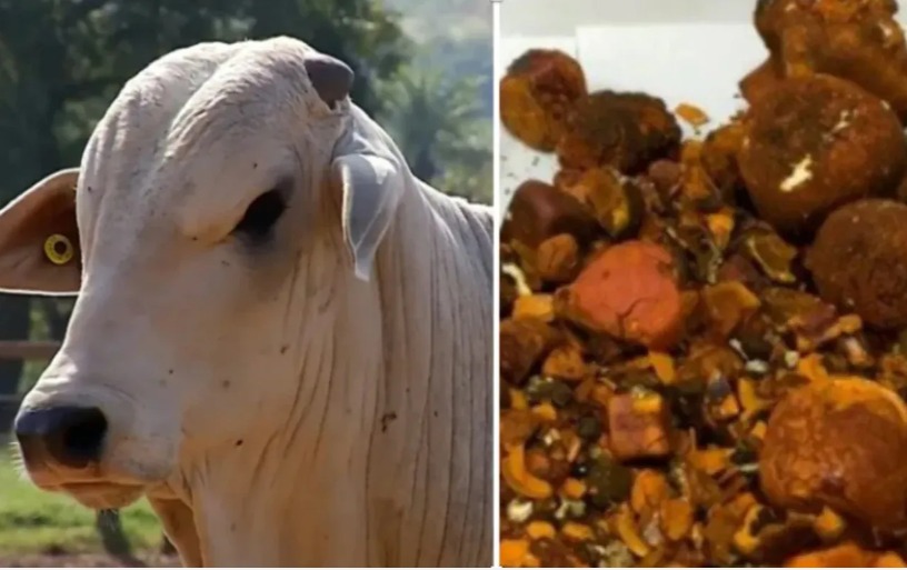 CRIME INUSITADO: criminosos passam a roubar pedras da vesícula de boi em São Paulo; quilo do produto pode custar R$ 1 milhão