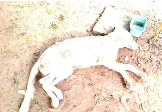 Denúncia: Casal não identificado são suspeitos de envenenar cães em Monte Santo