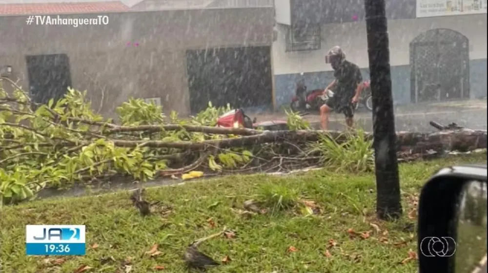 Chuva com ventos fortes derruba árvores e provoca estragos em Araguaína;
