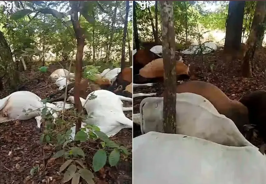 Rebanho de gado morre após ser atingido por raio em fazenda no TO; 