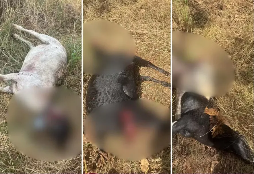 Carneiros e cachorros são atacados por onça na zona rural de Palmas, dizem moradores