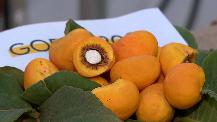 Dia oficial do Pequi é instituído por lei no calendário de uma das maiores cidades do Tocantins